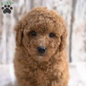 Kimberly, Mini Labradoodle Puppy